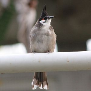 Red-whiskered bulbul