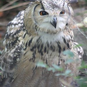 Indian eagle-owl