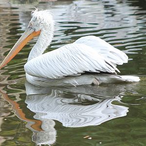 Dalmatian pelican