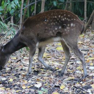 Philippine spotted deer