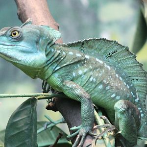 Green basilisk