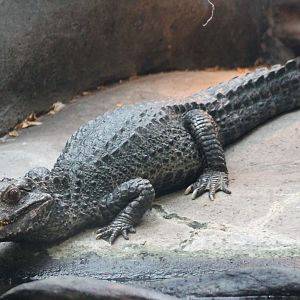 Cuvier's dwarf caiman
