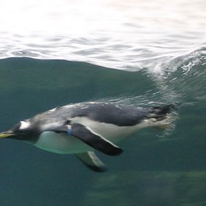 Diving Gentoo penguin