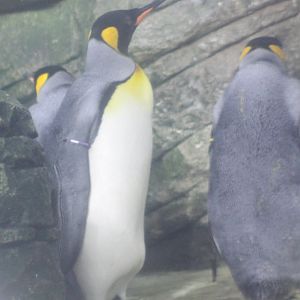 King penguins