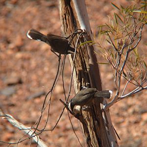 White-browed babblers