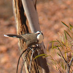 White-browed babbler