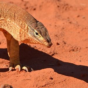 Sand goanna