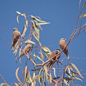 White-browed wood-swallows.