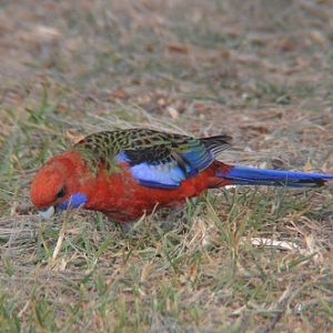 Crimson rosella