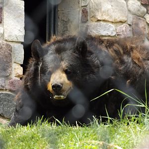 Berryboo/Sassy the Black Bear