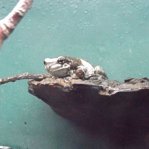 Amazon Milk Frog (new in 2020)