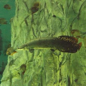 Arapaima (New in 2020)