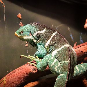 Fijian Crested Iguana (Brachylophus vitiensis)