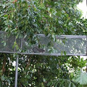 Tamarin Using New Aerial Walkway