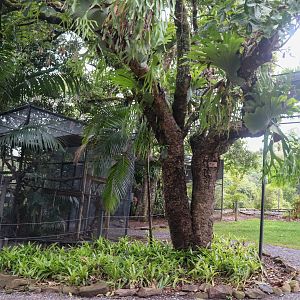 Serval Aerial Walkway