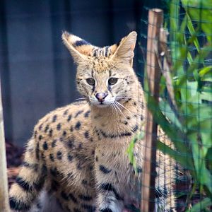 Serval (Leptailurus serval)