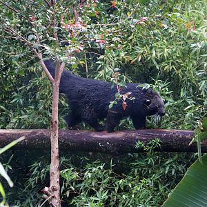 Binturong (Arctictis binturong)