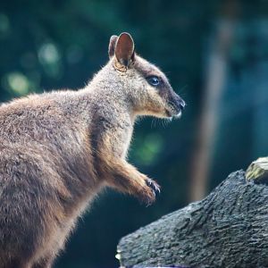 Brush-tailed Rock Wallaby (Petrogale penicillata)