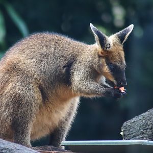 Swamp Wallaby (Wallabia bicolor)