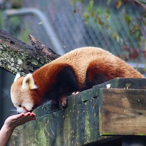 Red Panda (Ailurus fulgens)