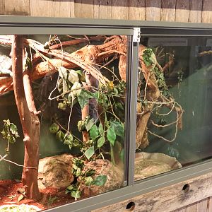 Fijian Crested Iguana Enclosure