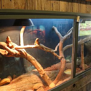 Frilled-neck Lizard Enclosure