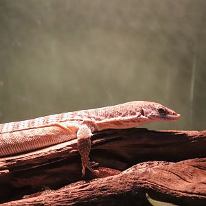 Spotted Tree Monitor (Varanus scalaris)