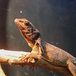 Frilled-neck Lizard (Chlamydosaurus kingii)