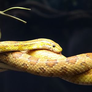 Corn Snake (Pantherophis guttatus)