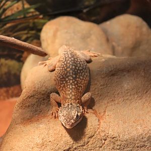 Central Netted Dragon (Ctenophorus nuchalis)