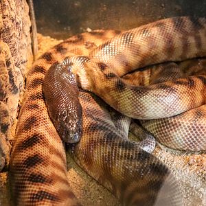 Black-headed Python (Aspidites melanocephalus)