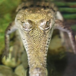 Juvenile Freshwater Crocodile (Crocodylus johnstoni)