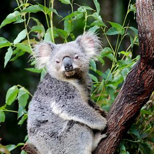 Koala (Phascolarctos cinereus)