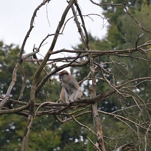 Patas Monkey