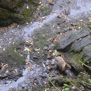 Wild Rabbit in Warthog Exhibit