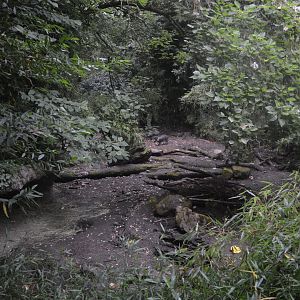 Visayan Warty Pig Exhibit