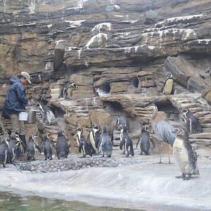 Humboldt Penguin Exhibit