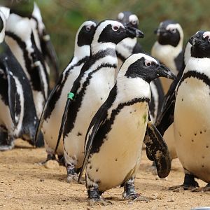 African Penguin, Birdworld, August 2020