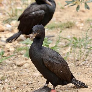 Bank Cormorant, Birdworld, August 2020