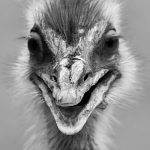 Rhea, Birdworld, August 2020