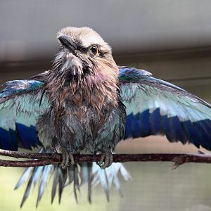 Lilac-breasted Roller, Birdworld, August 2020