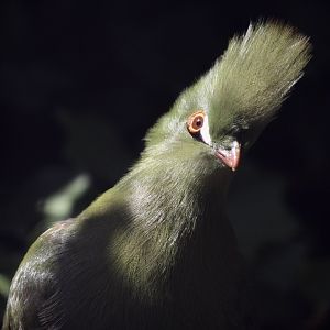 Buffon’s Turaco, Birdworld, August 2020