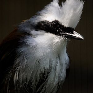 White-crested Laughing Thrush, Birdworld, August 2020