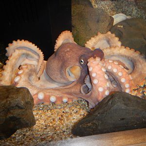 Octopus ID