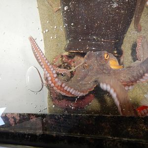 East-Asian Common Octopus (Octopus sinensis)