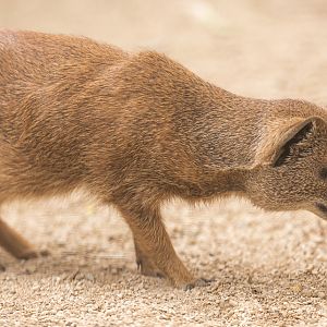 Yellow mongoose : Cotswold WP : 05 Aug 2020