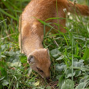 Yellow mongoose : Cotswold WP : 05 Aug 2020