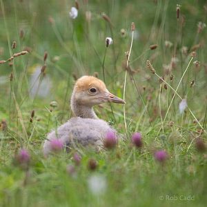 Blue crane : Cotswold WP : 05 Aug 2020