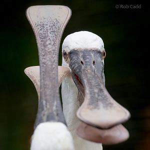 Eurasian spoonbill : Cotswold WP : 05 Aug 2020