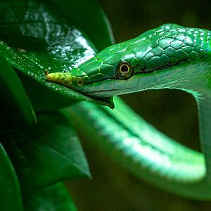 Rhinoceros rat snake : Cotswold WP : 05 Aug 2020